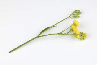 Branch of the Pippau (Crepis) on a white background