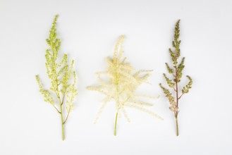 Three branches, white and pink astilbe (Astilbe) and forest honeysuckle (Aruncus dioicus), white