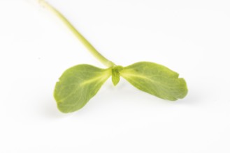 A fresh seedling of the sunflower (Helianthus annuus) with two green leaves on a white background