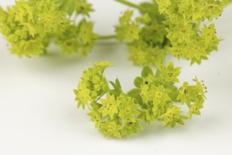 Fresh yellow flowers of lady's mantle (Alchemilla) with green leaves on a white background