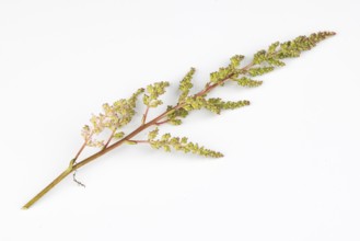 Branch of pink astilbe (Astilbe) on a white background