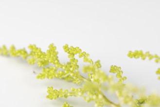 Green branches of Astilbe (Astilbe) on a white background, close-up
