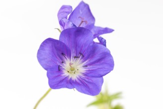Close-up of a purple flower of the cranesbill (geranium) on a white background, close-up