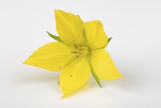 Yellow flower of Lysimachia punctata on a white background, close-up