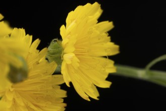 Two yellow flowers of the Pippau (Crepis) in close-up against a black background