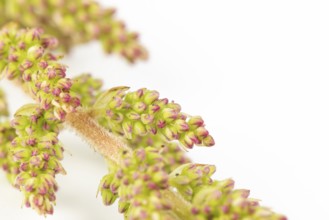 Close-up of buds of pink astilbe (Astilbe) with green and pink tones, on a white background