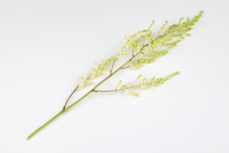 Branch of astilbe (Astilbe) on a white background