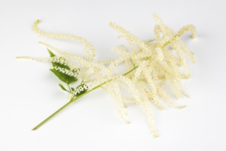 Branch of forest honeysuckle (Aruncus dioicus) with white flowers on a white background