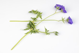 Branch of purple cranesbill (geranium) on a white background