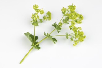 Branch of lady's mantle (Alchemilla) on a white background
