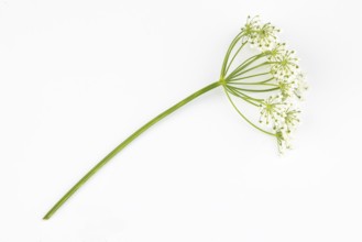 Branch of yarrow (Achillea) on a white background