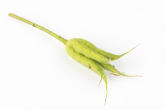 Single green seed capsule of columbine (Aquilegia) on a white background