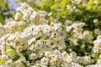 White climbing rose (Rosa) in bright daylight in a garden, Neunkirchen, Lower Austria, Austria
