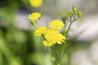 Bright yellow flowers of the Pippau (Crepis) in the sunlight, Neunkirchen, Lower Austria, Austria