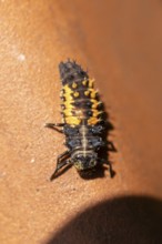 Close-up of a ladybird larva (Coccinellidae) with orange and black patterns, Neunkirchen, Lower