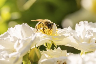 Close-up of a bee (Apis), on white blossoms of a climbing rose (Rosa), Neunkirchen, Lower Austria,