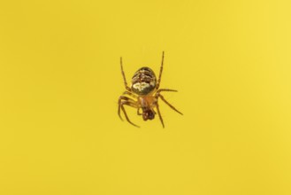 Cross spider (Araneus) in front of a light yellow background in close-up, Neunkirchen, Lower
