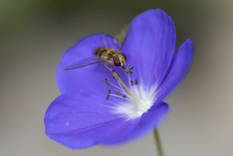 Delicate purple flower of the cranesbill (Geranium) with a hoverfly (Syrphidae), Neunkirchen, Lower