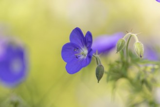 An open purple flower of the cranesbill (Geranium) with buds in front of a blurred background,