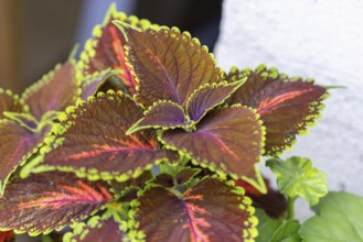 Detailed colourful leaves of the coloured nettle (Solenostemon scutellarioides) with green and