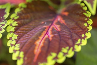 Close-up, leaf of the coloured nettle (Solenostemon scutellarioides) with green and red-brown