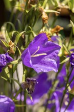 Powerful purple bellflower blossom (Campanula) with green stems and a natural background,