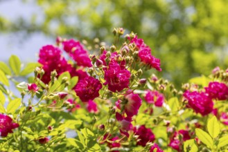 Lively pink rose blossoms (Rosa) against a sunny, green background, Neunkirchen, Lower Austria,