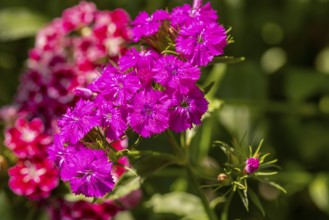 Lively flowering pink bearded carnations (Dianthus barbatus) in natural green surroundings,