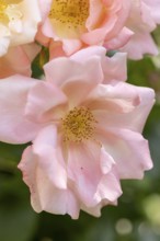 Close-up of pink rose blossoms (Rosa) in the garden, Neunkirchen, Lower Austria, Austria