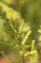 Close-up, inflorescence of the white astilbe (Astilbe), Neunkirchen, Lower Austria, Austria