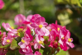 Pink flowers of the ice begonia (Begonia) in sunlight with green background and fresh leaves,