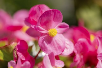 Pink flowers of the ice begonia (Begonia) in sunlight, close-up, Neunkirchen, Lower Austria,