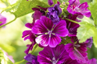 Close-up of purple flowers of Common mallow (Malva sylvestris) with green accents in bright summer