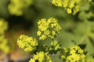 Bright little yellow star-shaped flowers of lady's mantle (Alchemilla) in the sunshine,