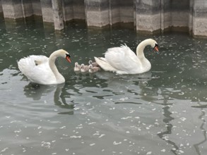 2 swans (Cygnus olor) with chicks