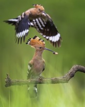 Hoopoe (Upupa epops) Bird of the Year 2022, male with food for his female, bridal gift, mating,