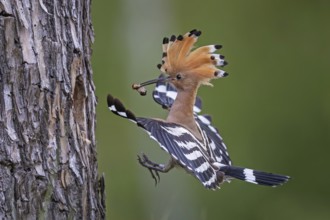 Hoopoe (Upupa epops) Bird of the Year 2022, male with food for his female, bridal gift, mating,