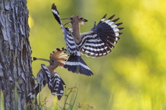 Hoopoe (Upupa epops) Bird of the Year 2022, male with food for his female, bridal gift, mating,