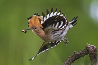 Hoopoe (Upupa epops) Bird of the Year 2022, male with food for his female, bridal gift, mating,