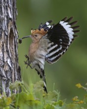 Hoopoe (Upupa epops) Bird of the Year 2022, female approaching the breeding cavity, landing,