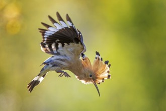 Hoopoe (Upupa epops) Bird of the Year 2022, female approaching, bridal gift, pair formation,