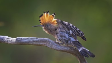 Hoopoe (Upupa epops) Bird of the Year 2022, female, plumage care, courtship, begging for food,