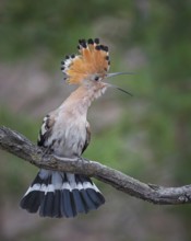 Hoopoe (Upupa epops) Bird of the Year 2022, female defending her territory, mating, courtship,