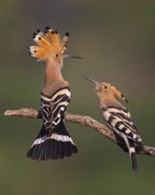 Hoopoe (Upupa epops) Bird of the Year 2022, male with food for his female, bridal gift, pair
