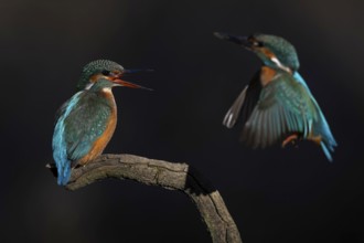 Kingfisher (Alcedo atthis) Indicator of clean watercourses, male and female at sunrise, perched on