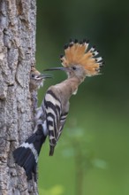 Hoopoe (Upupa epops) Bird of the Year 2022, male with food for the young bird, begging for food,