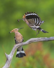 Hoopoe (Upupa epops) Bird of the Year 2022, male with food for his female, bridal gift, pair