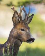 Roe deer (Capreolus capreolus) roebuck, buck hunting, hunting ground, May buck, horns, horns,