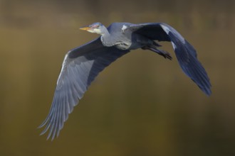 Grey heron (Ardea cinerea), young bird, in flight at last light, Neckar valley, Baden-Württemberg,