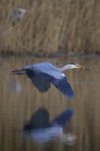 Grey heron (Ardea cinerea), adult heron in flight in front of reeds with nesting material in its